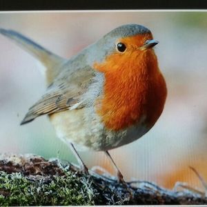 Meet your Posher, Robin
